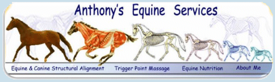 Anthonys Equine Services